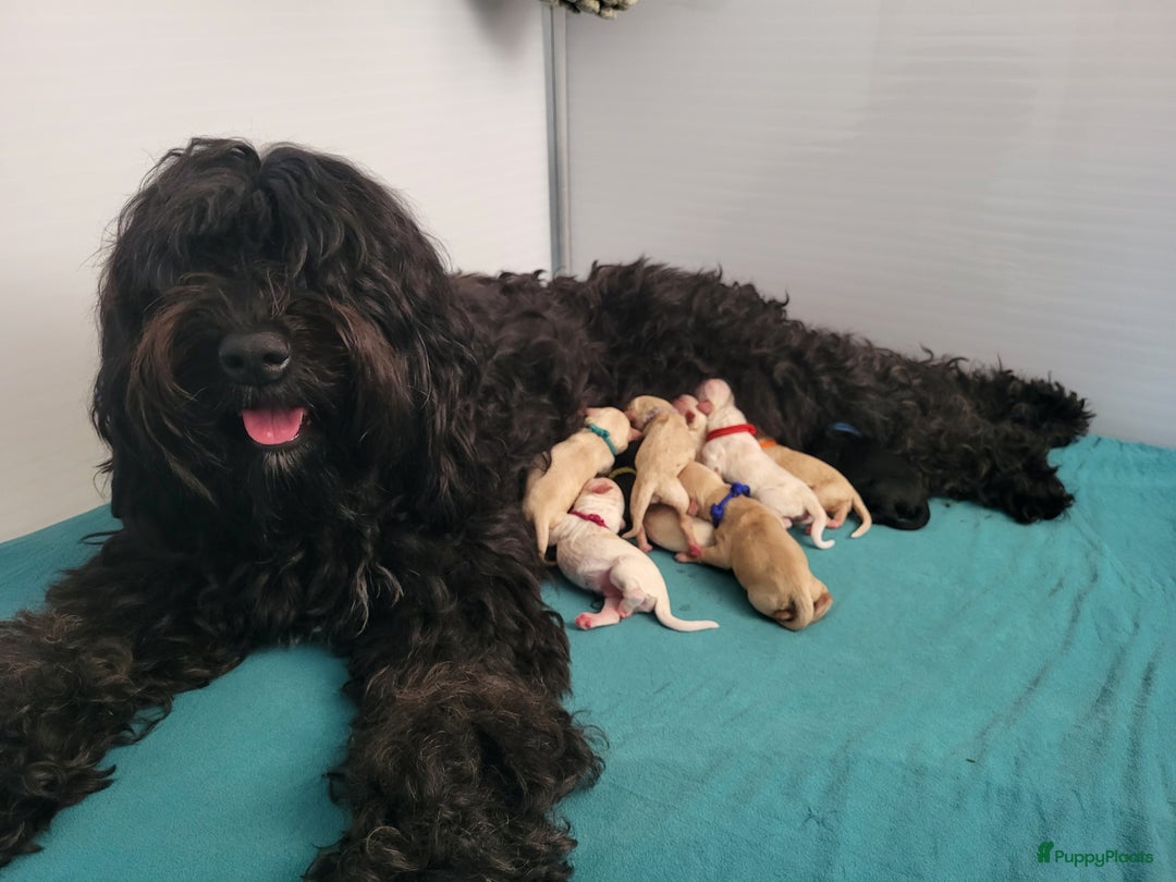Barbet honden te koop: Prachtige barbet puppy's in Den Ham - Afbeelding 10
