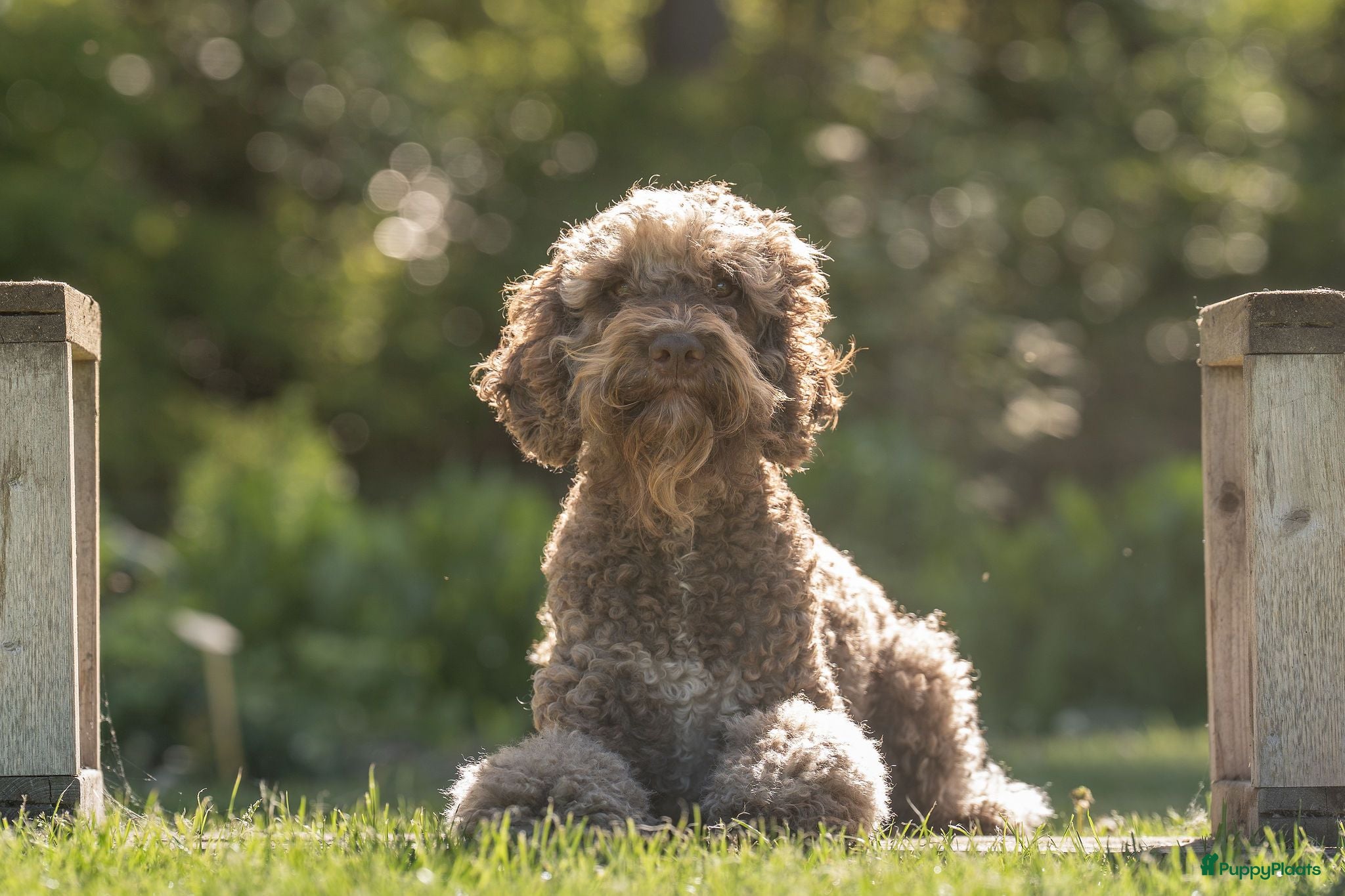 Barbet honden Barbet pups - Advertentie 1