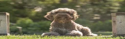 Barbet honden te koop: Barbet pups - Advertentie 5
