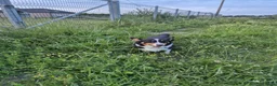 Welsh Corgi Cardigan honden te koop: Prachtige Welsh Corgi pups zoeken een warme thuis - Advertentie 2