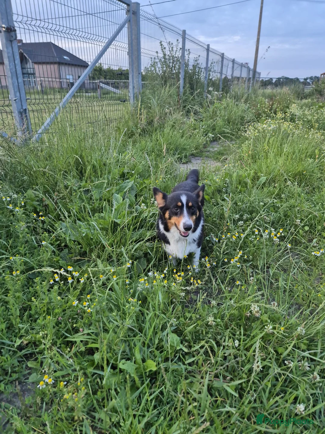 Welsh Corgi Cardigan honden te koop: Prachtige Welsh Corgi pups zoeken een warme thuis - Advertentie 2