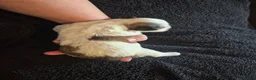 Boomer honden te koop: 5 gezonde puppy's geboren - Advertentie 4