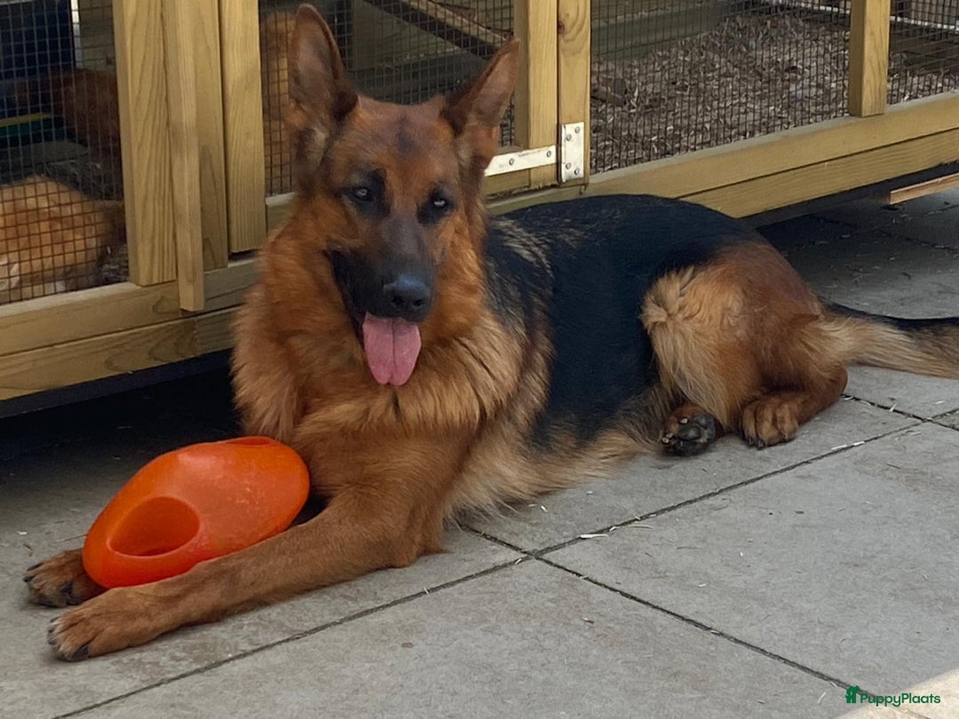 Duitse Herder honden te koop: Stamboom duitse herder reutje - Advertentie 6