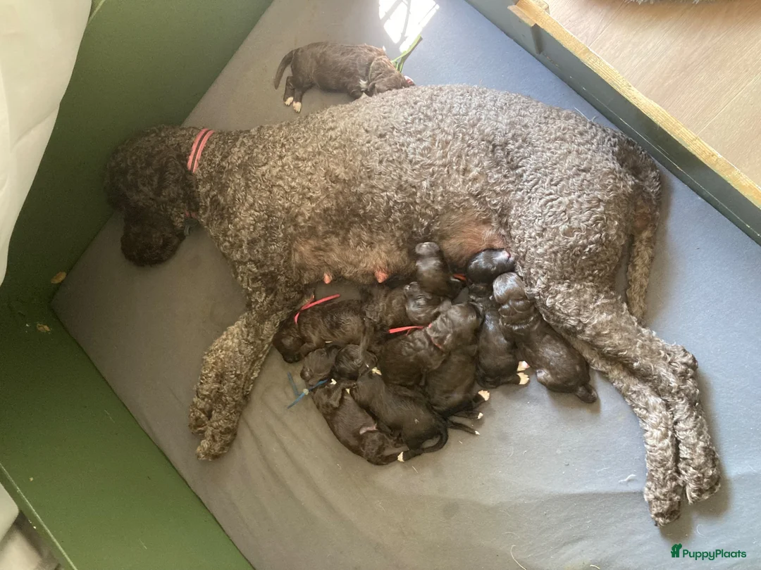 Barbet honden te koop: Barbet (Franse waterhond)pups  - Advertentie 20