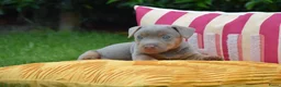 Jack Russel Terriër honden te koop: lieve pups zoeken een nieuw huisje - Advertentie 12
