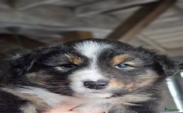 Australian Shepherd honden - Advertentie 2