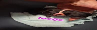 Shih Tzu 3