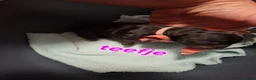 Shih Tzu honden te koop: Shih tzu pups  - Advertentie 5