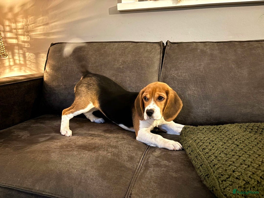 Beagle honden te koop: Beagle pup teef  - Advertentie 6