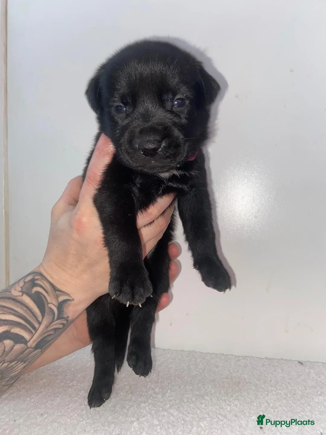 Kruising honden te koop: Bully xl pups  - Advertentie 9