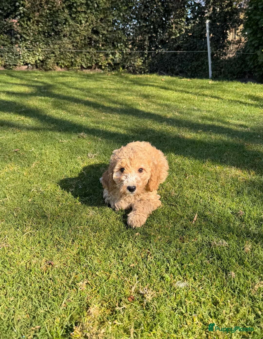 Labradoodle honden te koop: Mini Doodle (Dwerg Poedel x Mini Labradoodle) pups - Advertentie 16