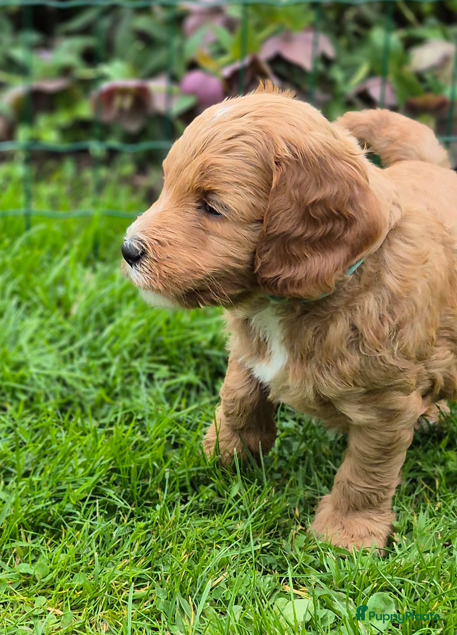 Kruising honden Labradoodle pups (kleine medium) - Advertentie 2