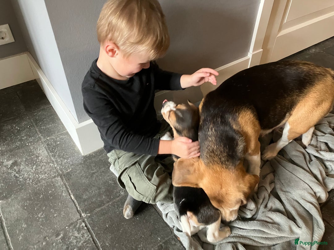 Beagle honden te koop: Beagle pups - Advertentie 15