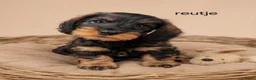 Ruwhaar Teckel honden te koop: Super mooie dwergteckel (tekkel) pups - Advertentie 2