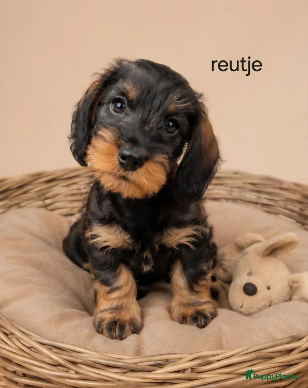 Ruwhaar Teckel honden te koop: Super mooie dwergteckel (tekkel) pups - Advertentie 2