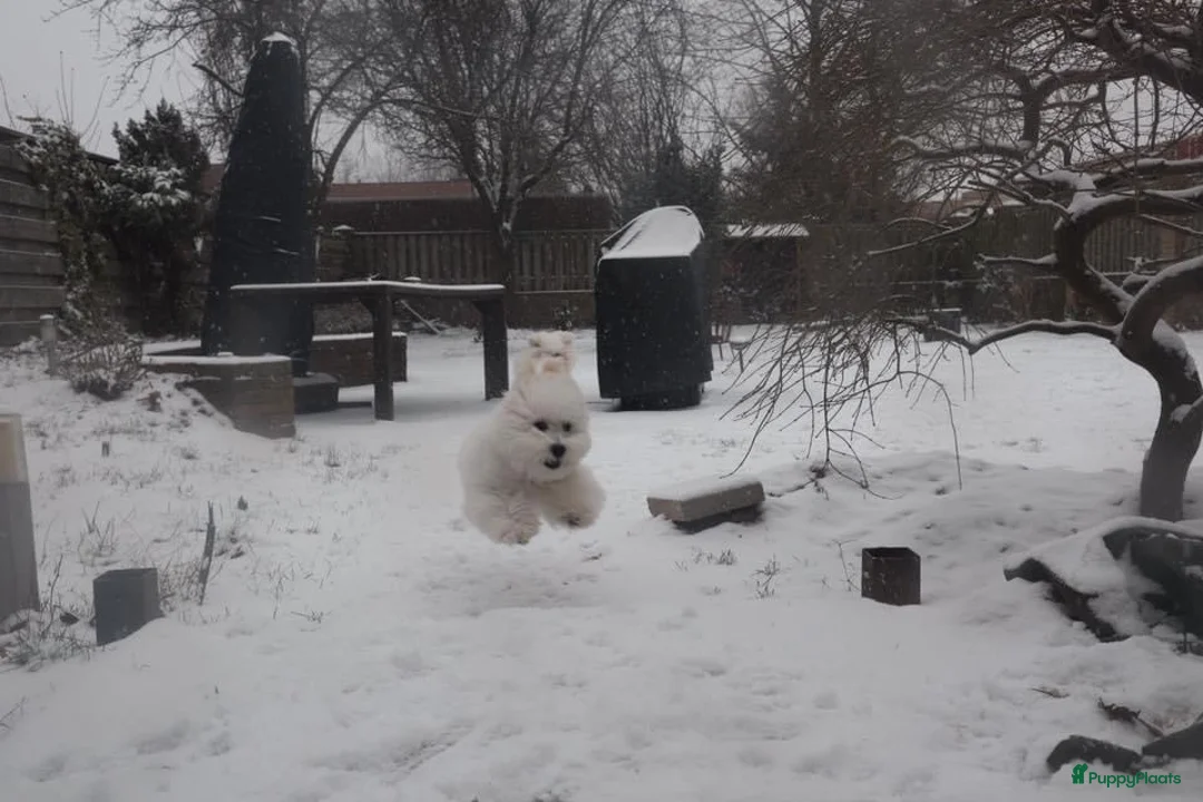 Galerij afbeelding {{count}}