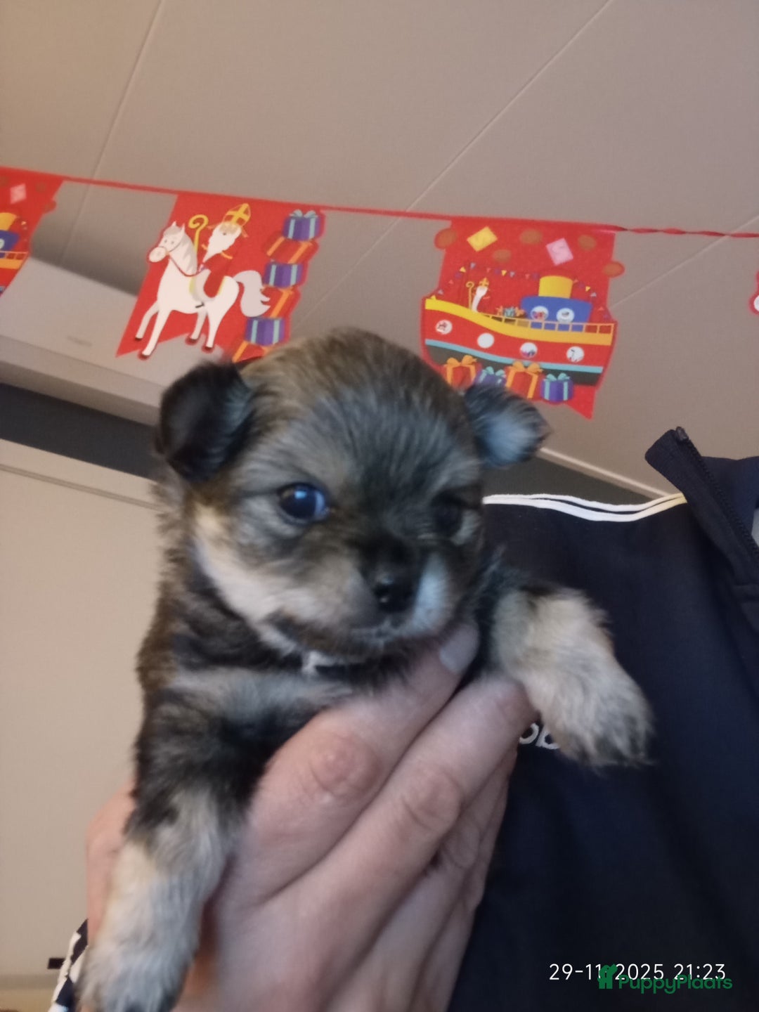 Kruising honden te koop: zeer mooie kruising pomchi nog 1 beschikbaar  - Advertentie 9
