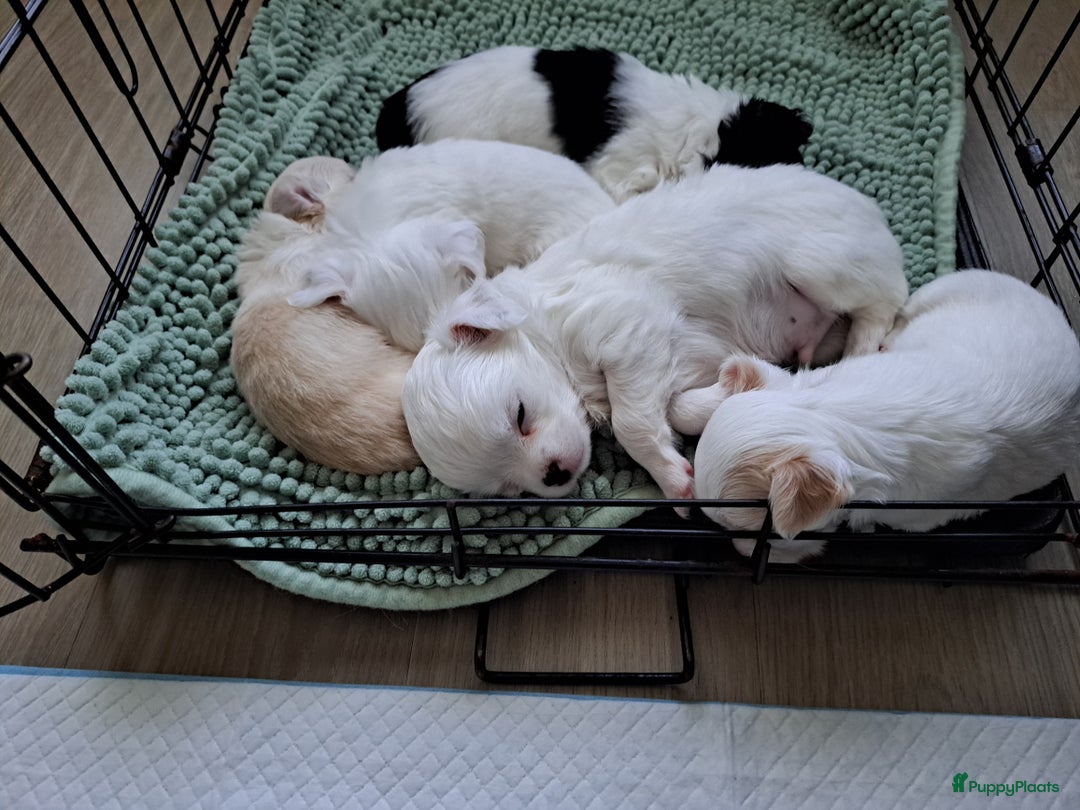 Chihuahua honden te koop: Mooi nestje chihuahua pups - Advertentie 5