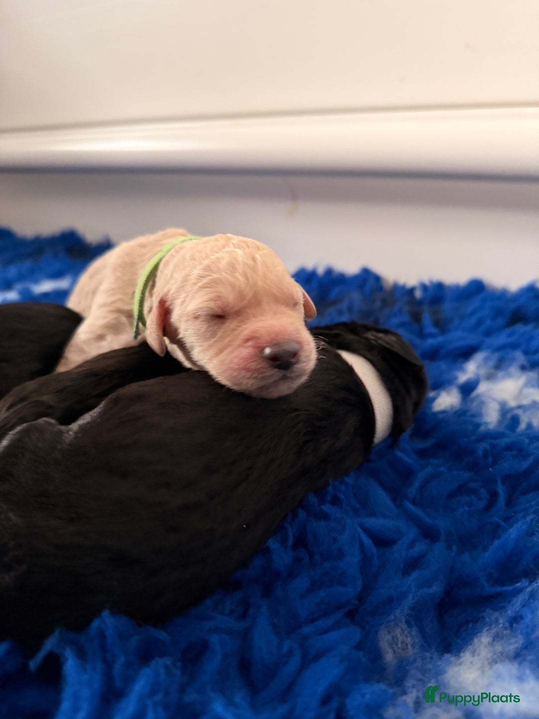 Kruising honden te koop: Goldendoodle/labradoodle  - Advertentie 27