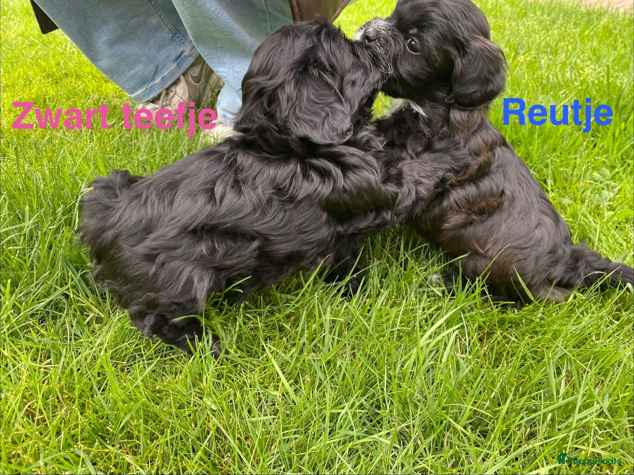 Shihpoo honden Prachtige shihpoo pups 1 reutje en 4 teefjes - Advertentie 2