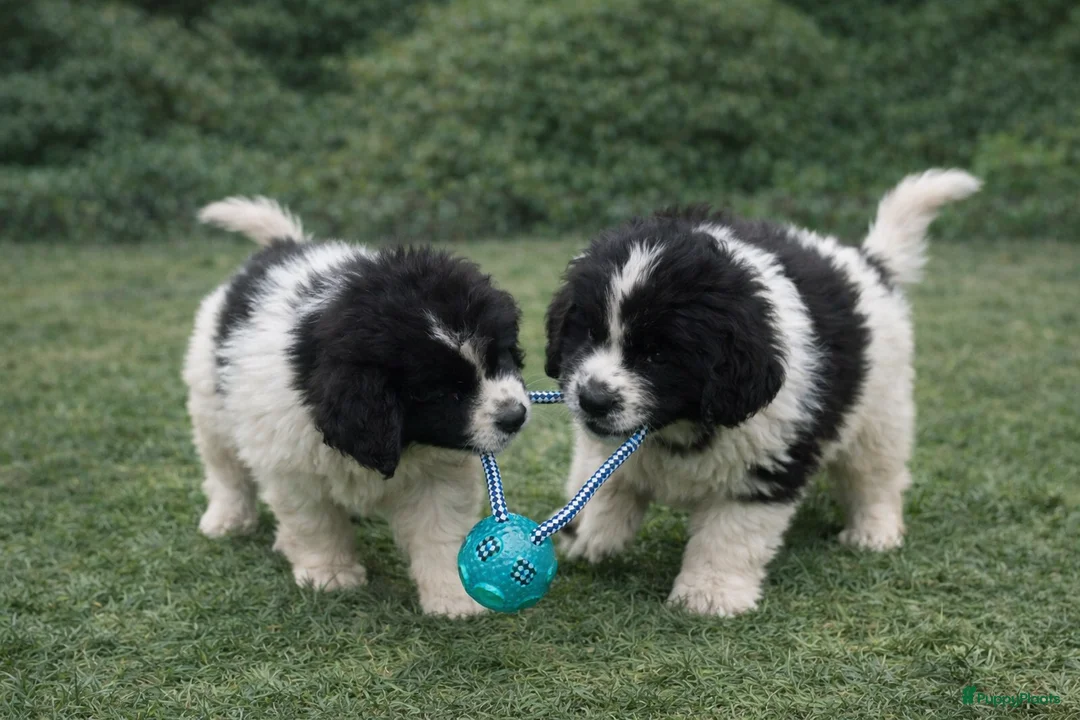 Newfoundlander honden te koop: Newfoundlander pups  - Advertentie 3