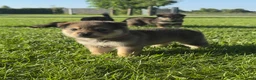 Kruising honden te koop: Pup Eurasiër / Herdermix - Advertentie 14