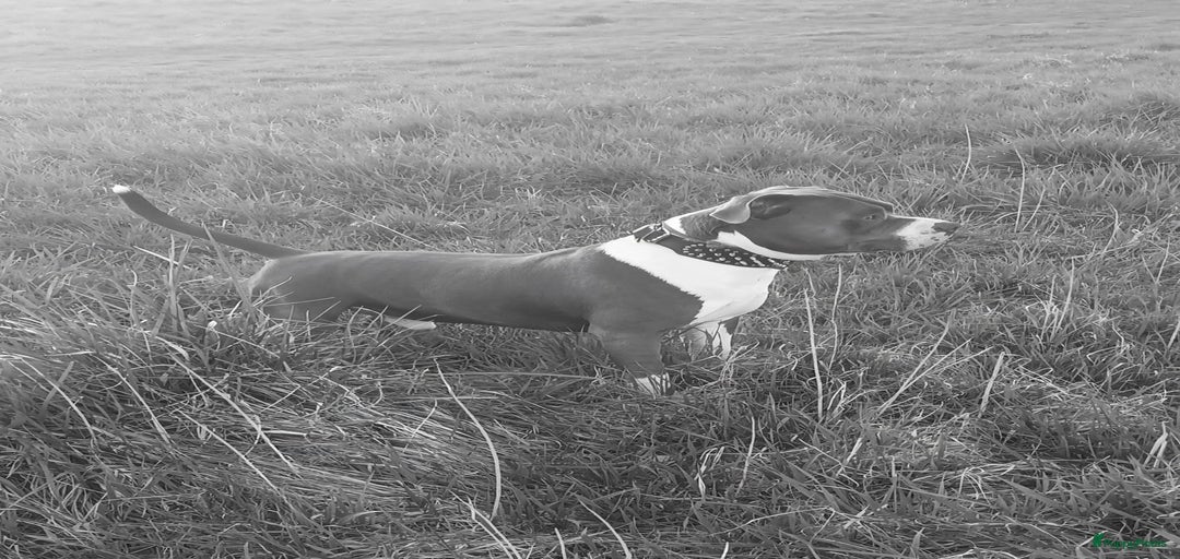 Galerij afbeelding {{count}}