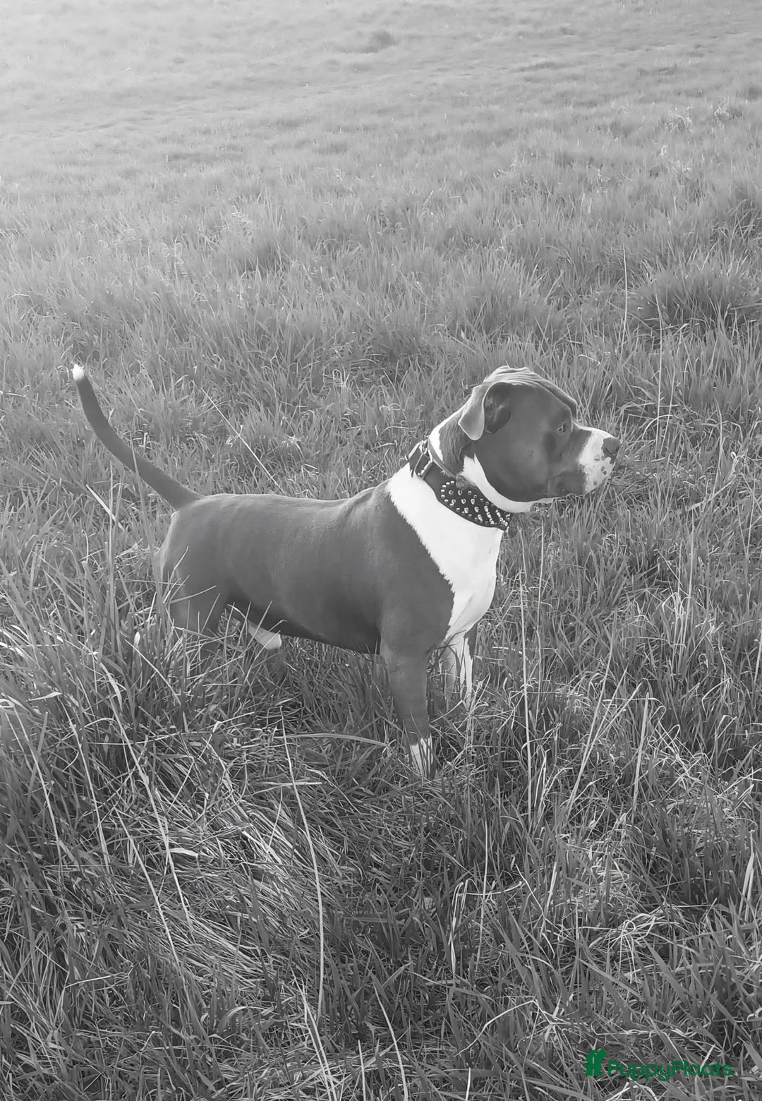 Galerij afbeelding {{count}}