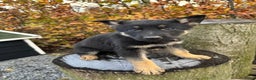 Duitse Herder honden te koop: Duitse herder pups -10 WK- nog 1 pup beschikbaar! - Advertentie 12