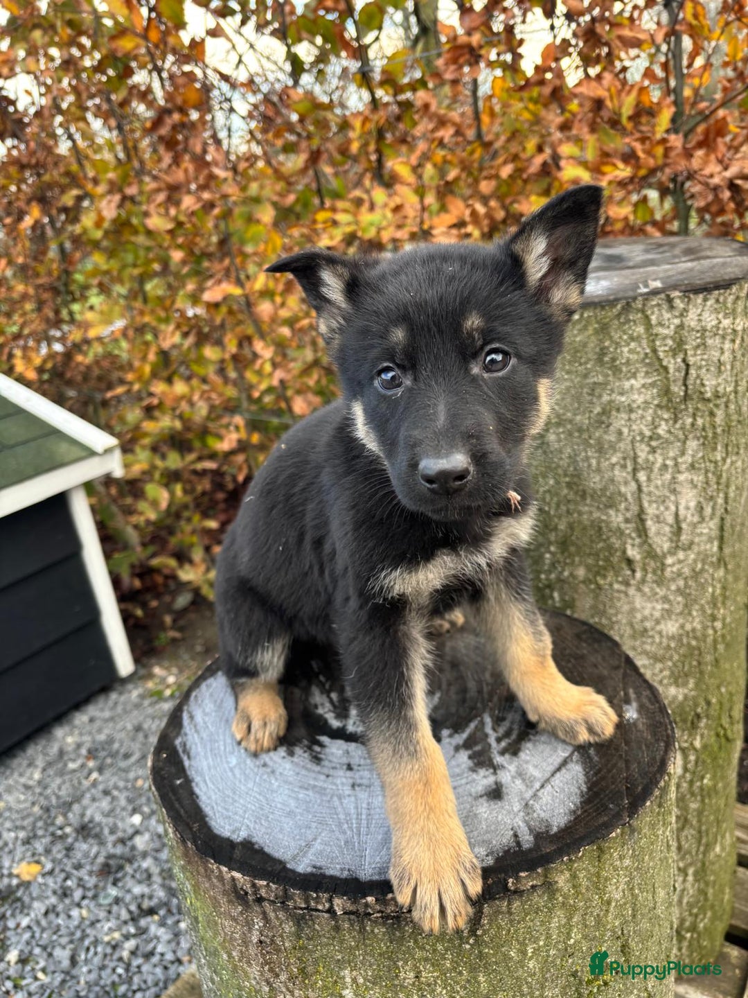 Duitse Herder honden te koop: Duitse herder pups -10 WK- nog 1 pup beschikbaar! - Advertentie 12