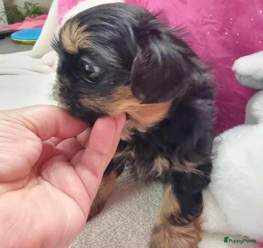 Shih Tzu honden te koop: Imperial Shih Tzu puppy's  - Advertentie 9