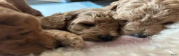 Poedel Toy honden te koop: Toy poedel vrouwtje beschikbaar  - Advertentie 3