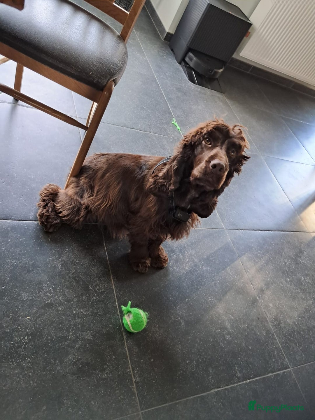 Engelse Cocker Spaniel honden te koop: Pas geboren pups Engelse Cocker Spaniel  - Advertentie 2