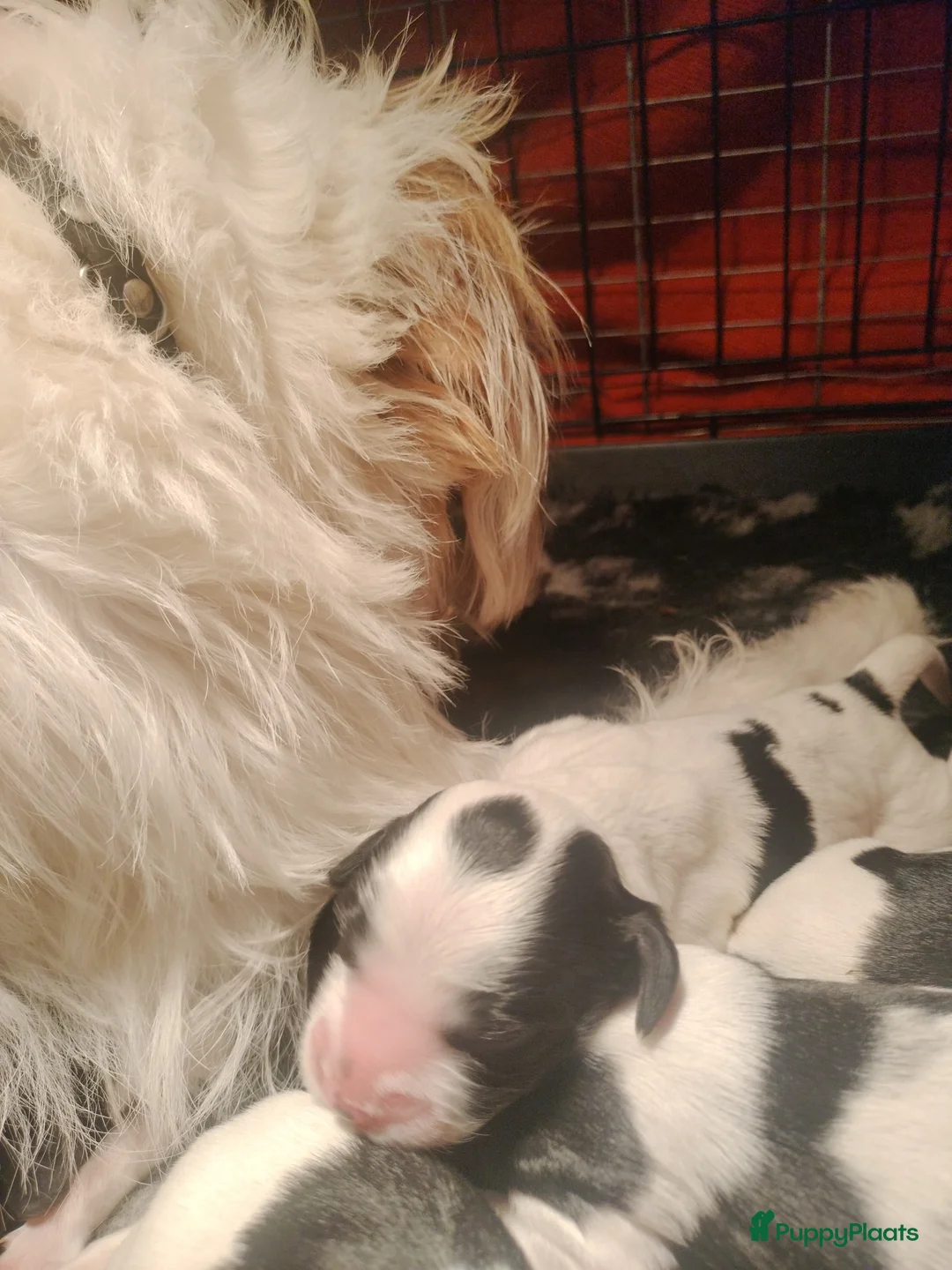 Kruising honden te koop: Tobekan pups Tibetaanse terrier x Cocker Spaniel  - Advertentie 19