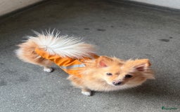 Pomchi honden te koop: Pomchi Luna in Vlaardingen - Afbeelding 2