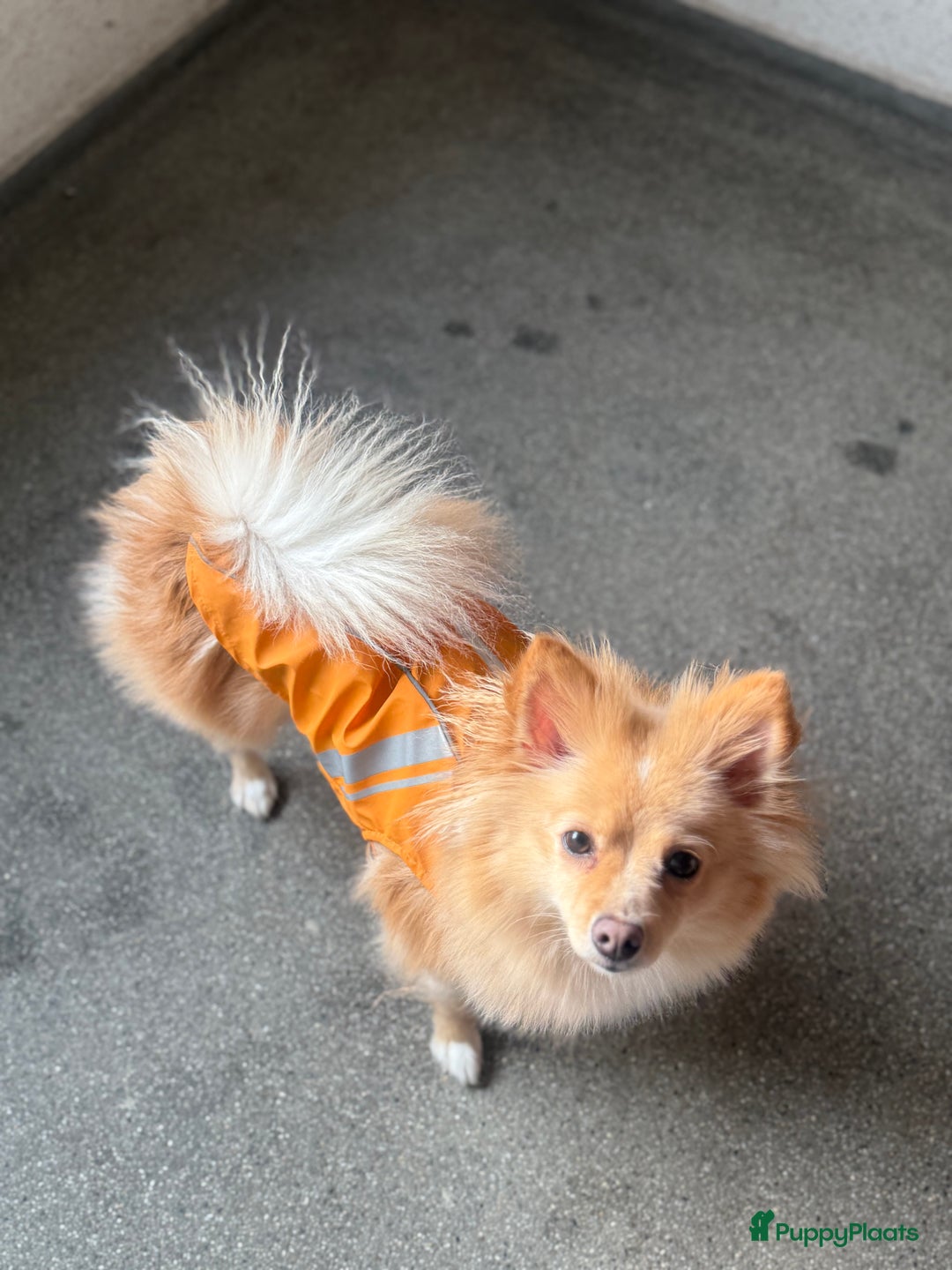 Pomchi honden te koop: Pomchi Luna in Vlaardingen - Afbeelding 2