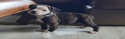 Amerikaanse Bulldog honden te koop: Prachtige Amerikaanse bulldog pups met stamboom - Advertentie 8