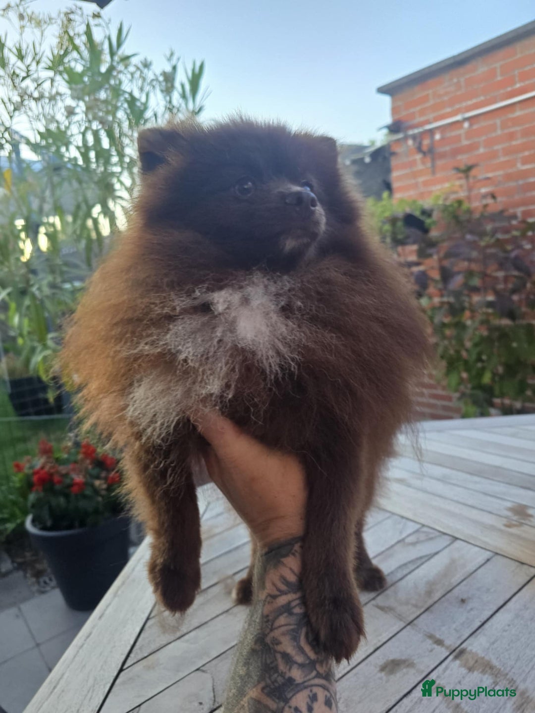 Pomeriaan honden te koop: pomeriaan - Advertentie 2