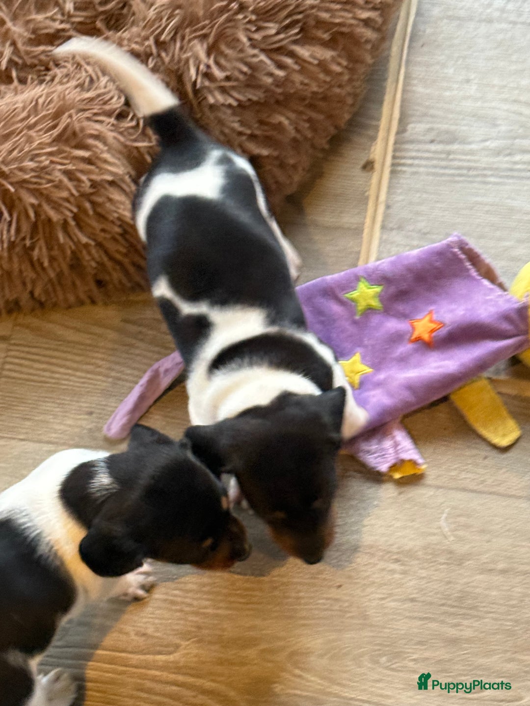 Teckel (korthaar)  honden te koop: Piebald dwergteckel pups - Advertentie 34