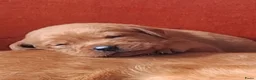 Labrador Retriever honden te koop: Red fox labrador pups - Advertentie 8