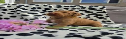 Labradoodle honden te koop: Super fijne multigen half Australian doodles🥰 - Advertentie 13