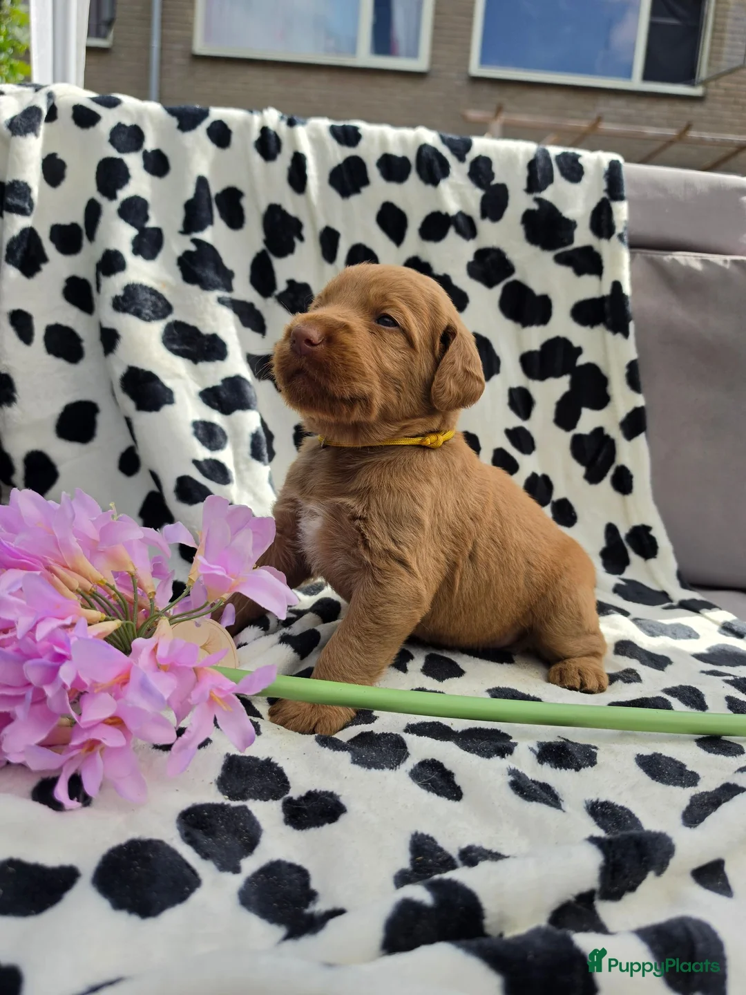 Labradoodle honden te koop: Super fijne multigen half Australian doodles🥰 - Advertentie 36