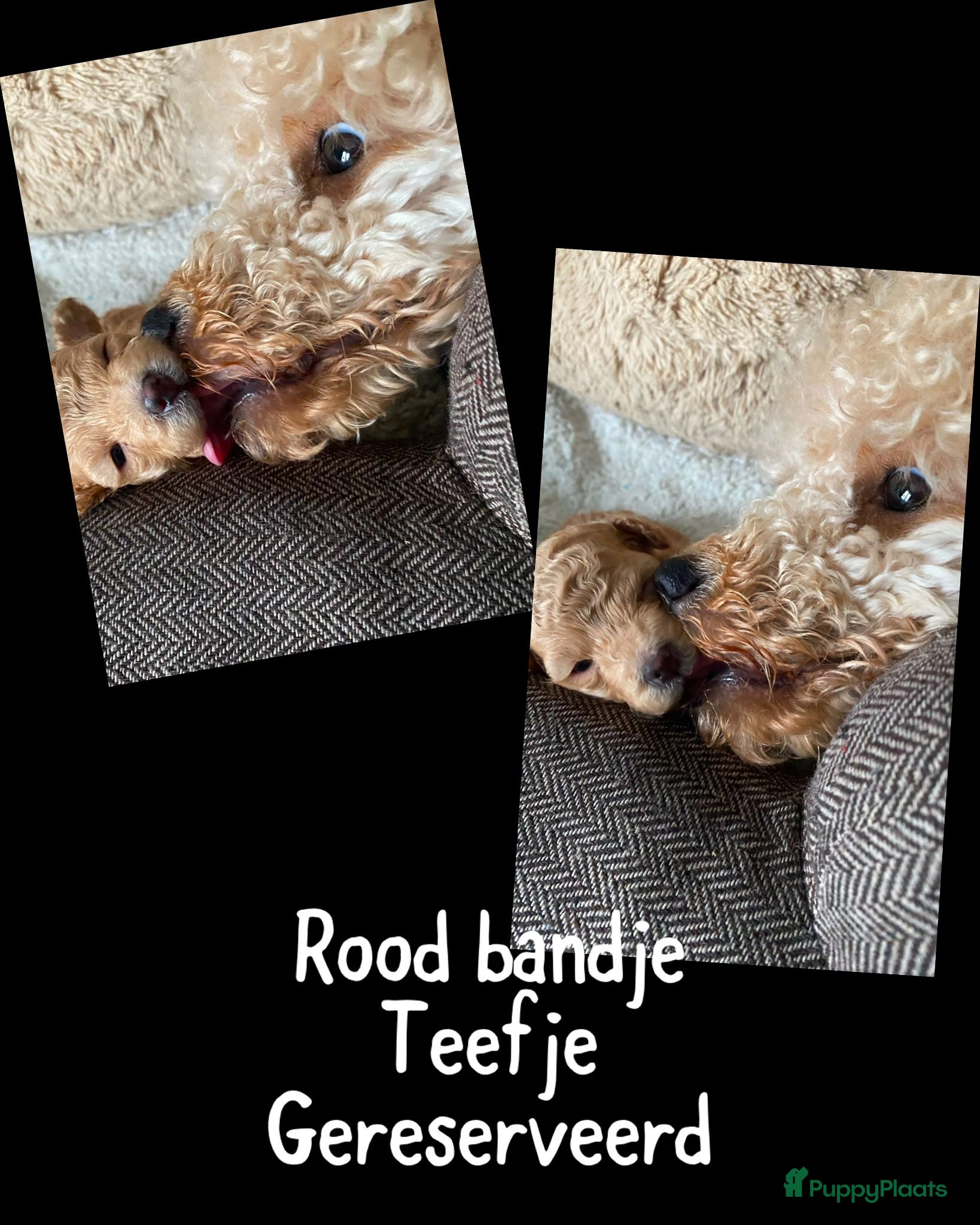 Dwergpoedel honden te koop: Dwergpoedel  - Advertentie 4