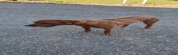 Kruising honden te koop: Kruising labrador x rhodesian ridgeback  in Vegelinsoord - Advertentie 2