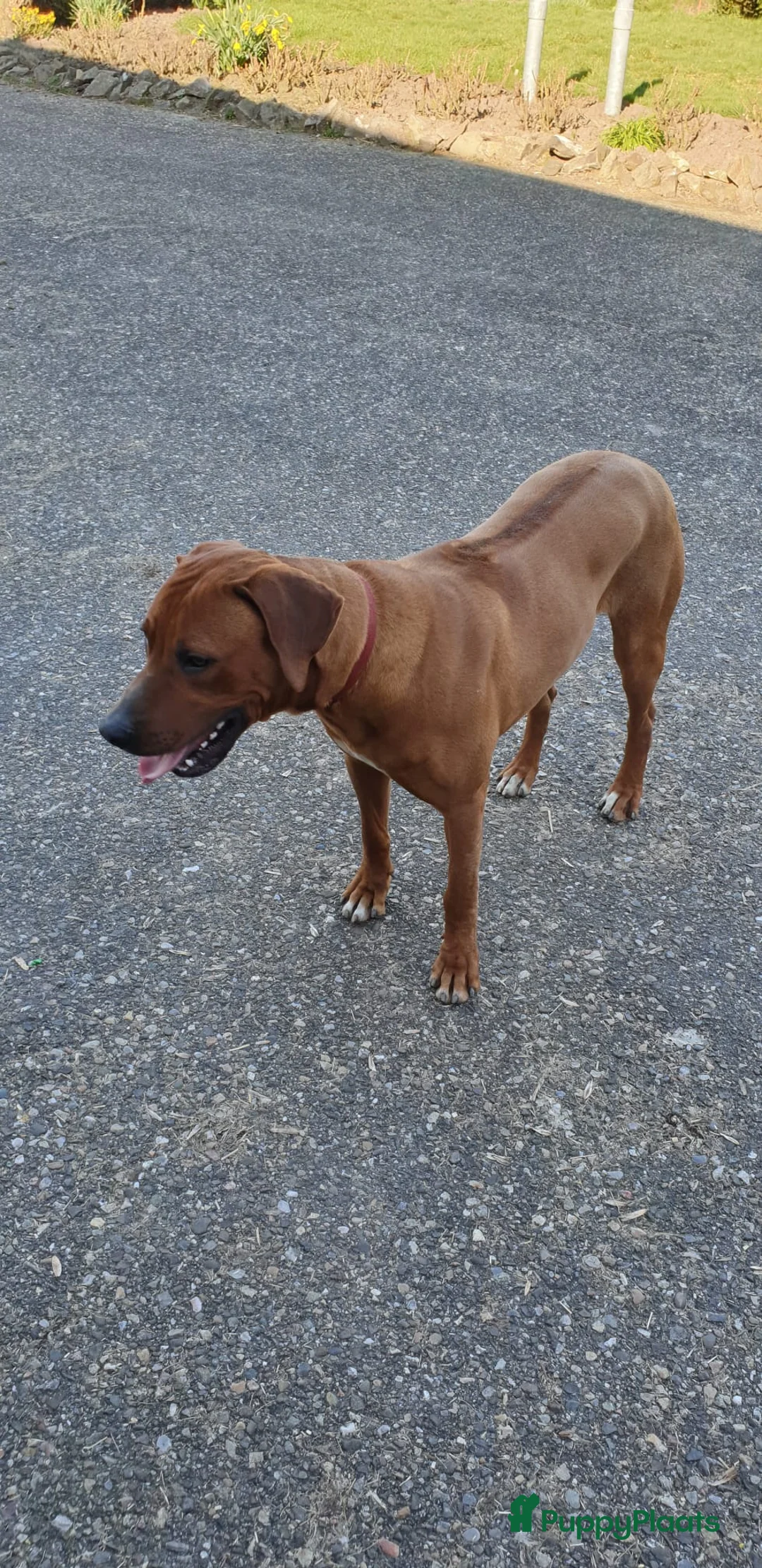 Kruising honden te koop: Kruising labrador x rhodesian ridgeback  in Vegelinsoord - Advertentie 2