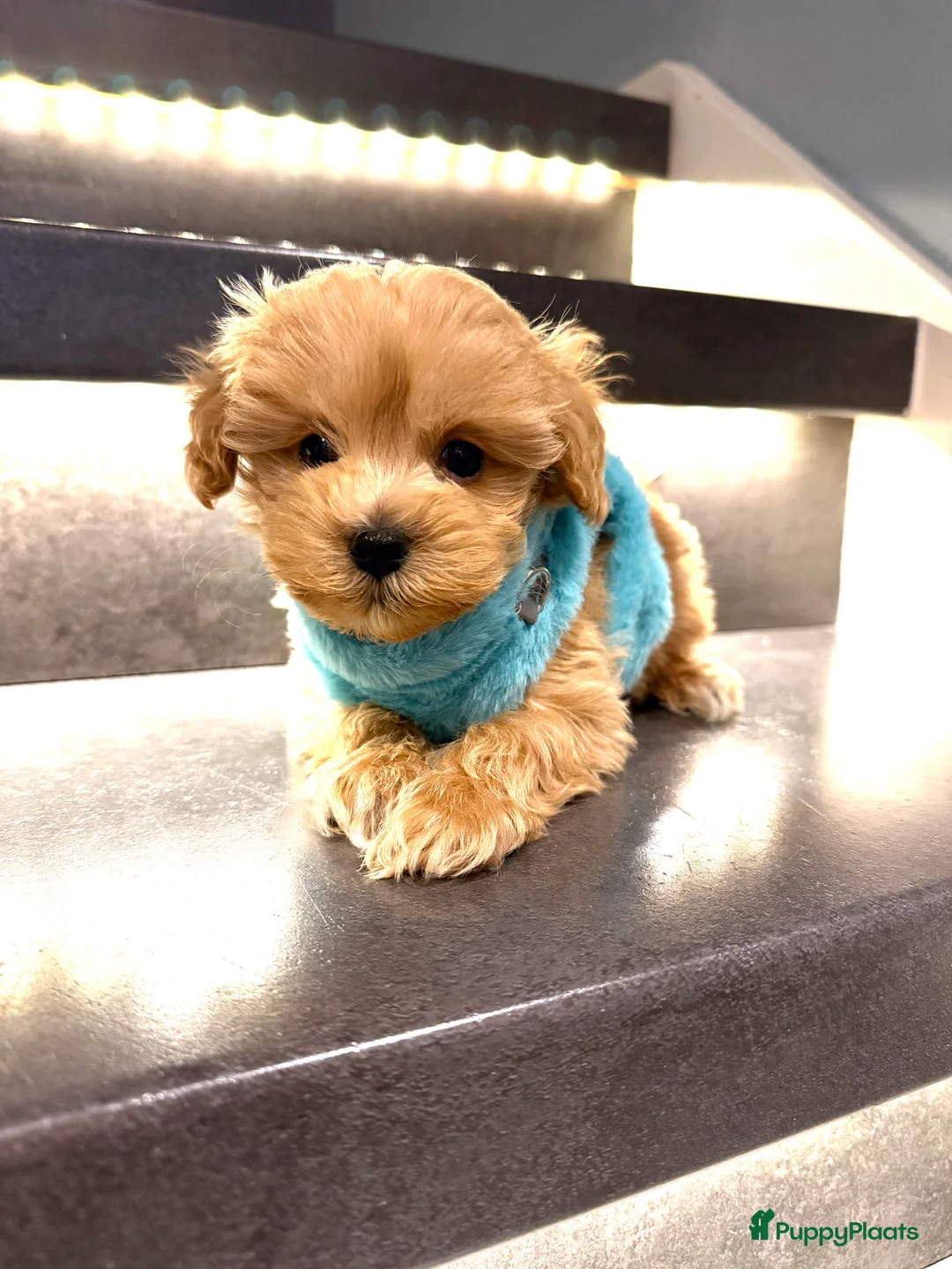 Maltipoo honden te koop: Schattige maltipoo pups thuisnestje - Advertentie 6