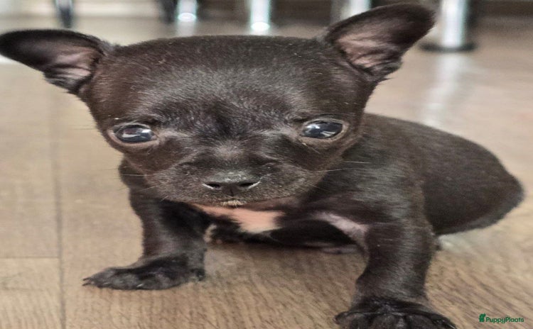 Chihuahua honden - Advertentie 2
