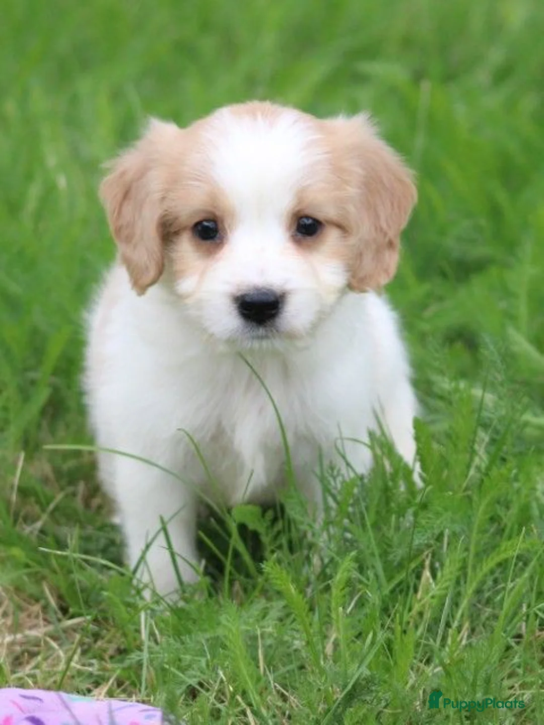 Kruising honden te koop: Kruising Cavalier King Charles Spaniel - Advertentie 1