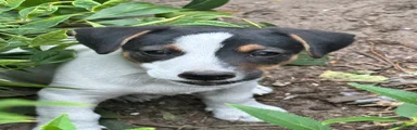Jack Russel Terriër 2