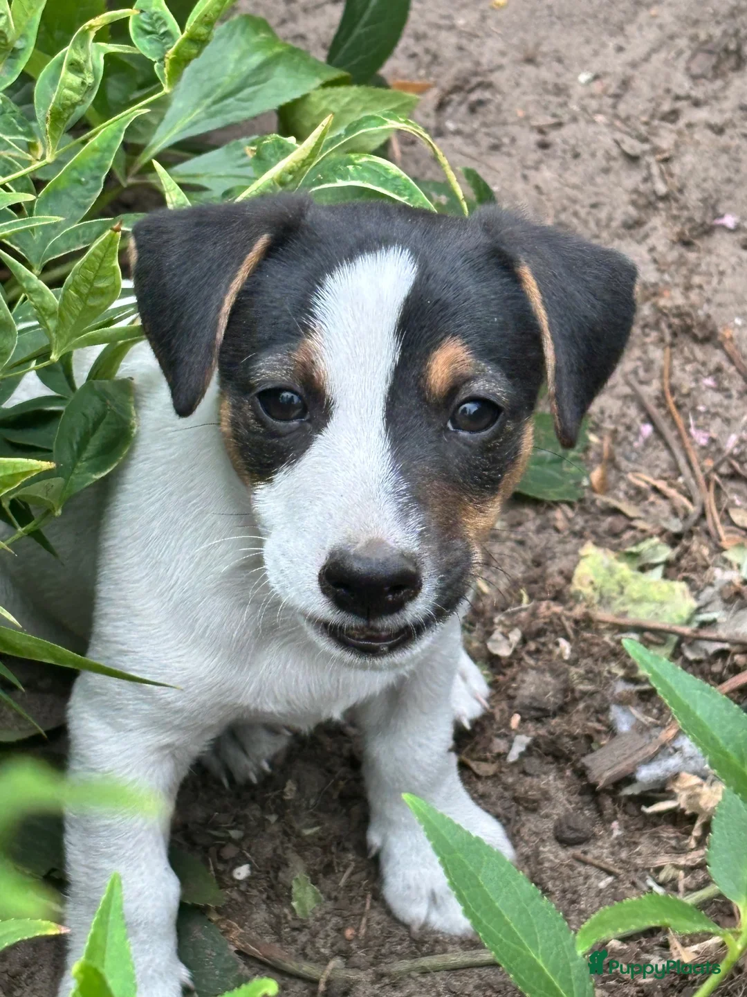 Jack Russel Terriër honden te koop: 5 lieve jack Russell puppy’s  - Advertentie 2